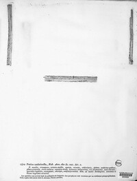 Image of Micropeziza umbrinella
